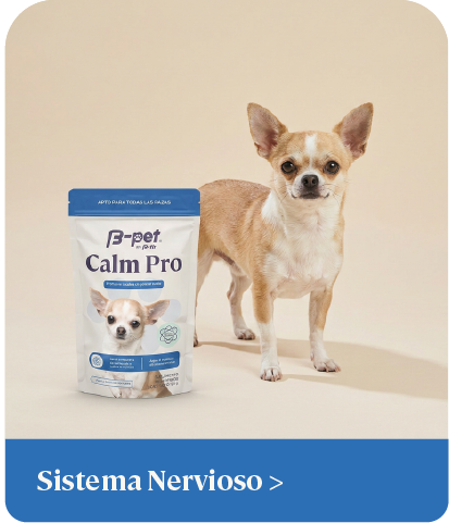 Sistema Nervioso